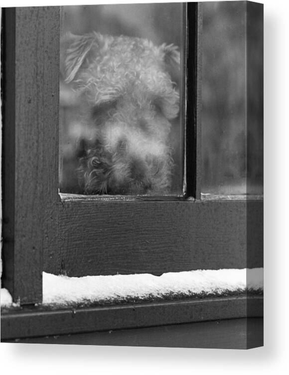 Animals Canvas Print featuring the photograph Doggy in the window by Paul Ross