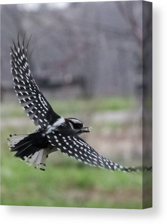 Jan Canvas Print featuring the photograph Downy Woodpecker in Flight by Holden The Moment
