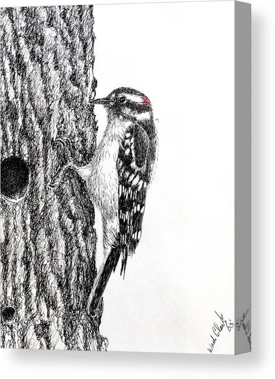 Pen And Ink Canvas Print featuring the drawing Downy woodpecker by Wade Clark