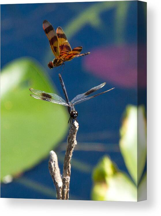 Dragon Fly Canvas Print featuring the photograph Dragon Fly 195 by Michael Fryd