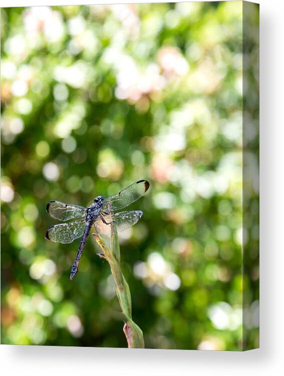 Dragonfly Canvas Print featuring the photograph Dragonfly-1 by Charles Hite