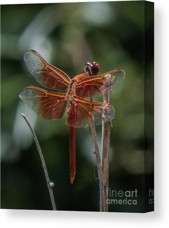 Dragonfly Canvas Print featuring the photograph Dragonfly 9 by Christy Garavetto