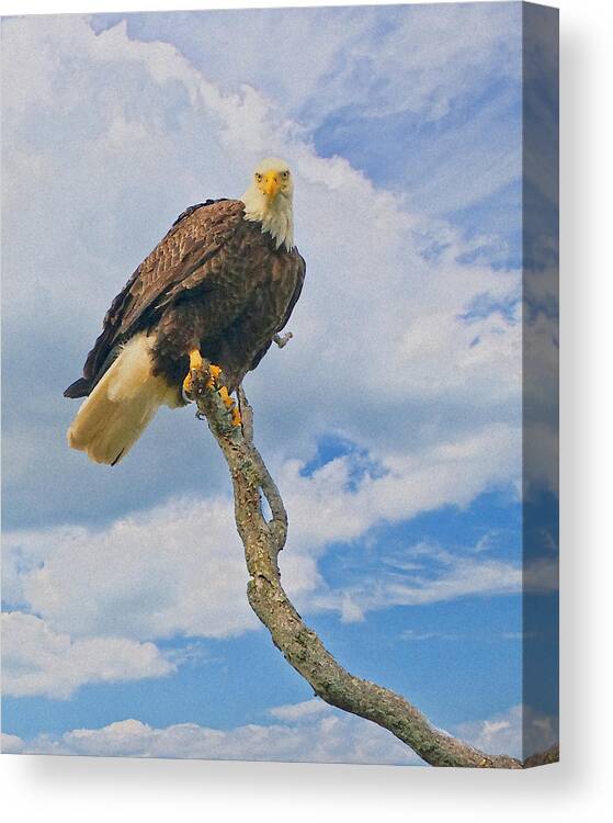 Eagle Canvas Print featuring the photograph Eagle Eyes by William Jobes