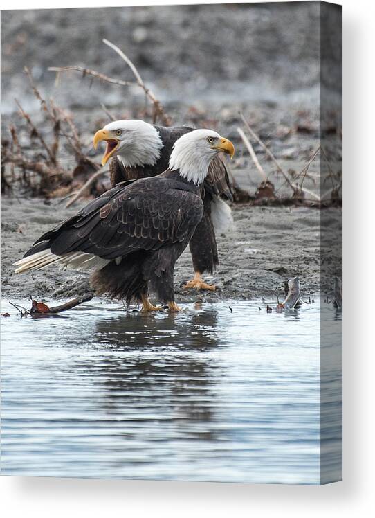 Bald Eagle Canvas Print featuring the photograph Eagle Pair by David Kirby