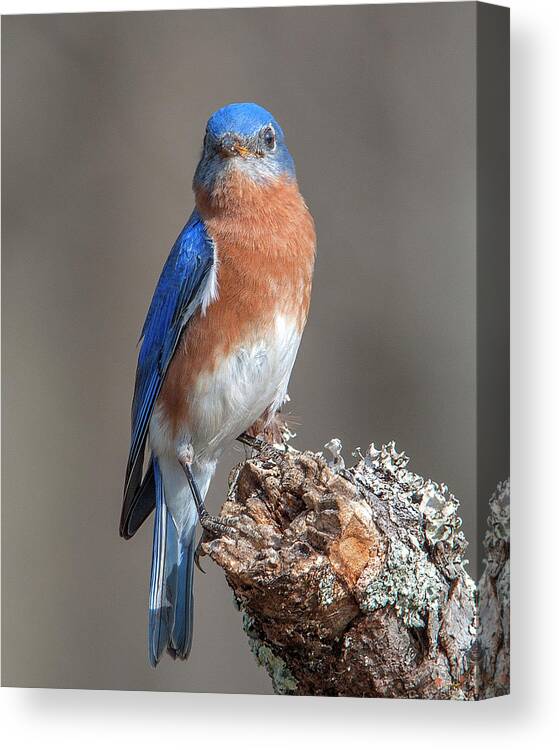 Nature Canvas Print featuring the photograph Eastern Bluebird DSB0300 by Gerry Gantt