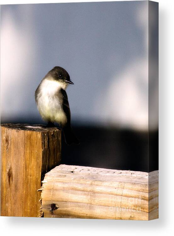 Bird Canvas Print featuring the photograph Eastern Phoebe by Lana Trussell