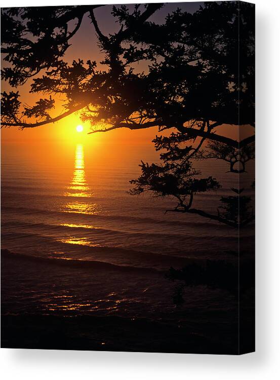 Cannon Beach Canvas Print featuring the photograph Ecola Spruce Sunset by Robert Potts