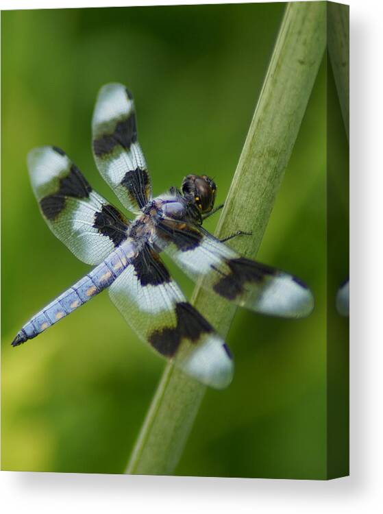 Dragonfly Canvas Print featuring the photograph Eight Spotted Skimmer Dragonfly by Ben Upham III