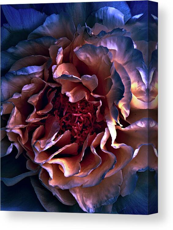 Peony Canvas Print featuring the digital art Evening Peony by Lilia S