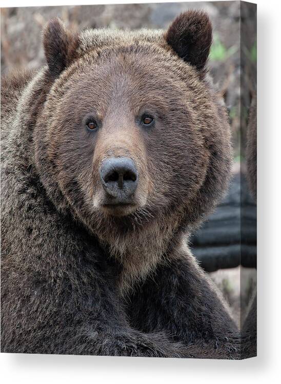 Grizzly Canvas Print featuring the photograph Face of the Grizzly by Mark Miller