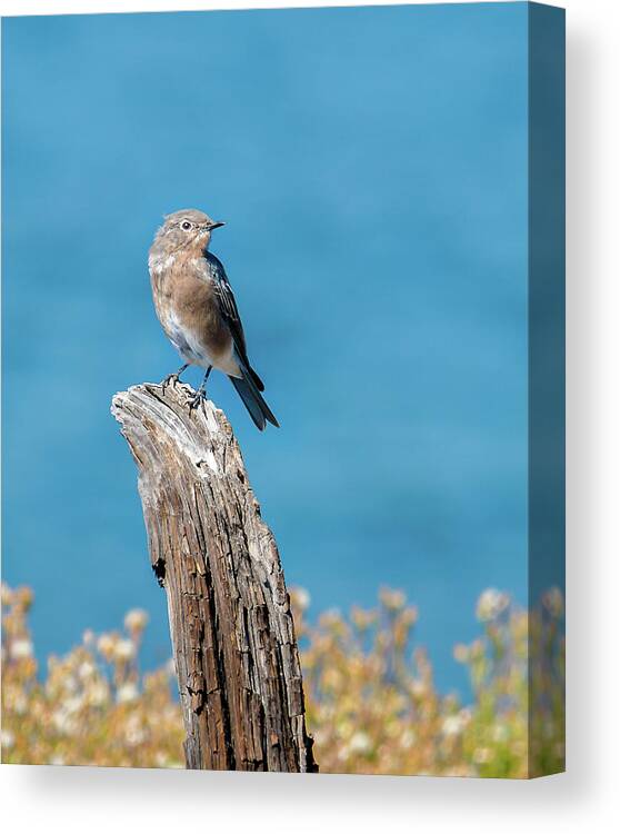 Spring Canvas Print featuring the photograph Female Bluebird In Yellowstone by Yeates Photography
