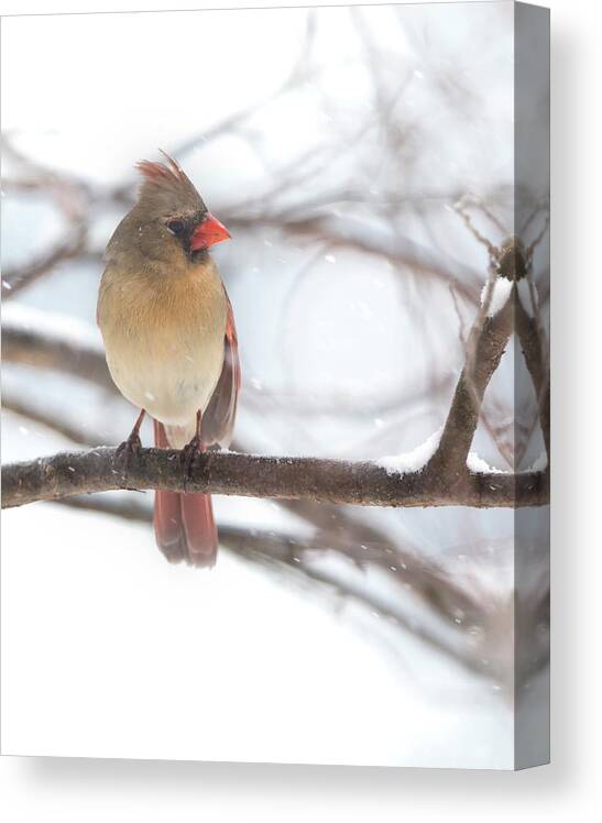 Snow Canvas Print featuring the photograph Female Cardinal in snow by Jack Nevitt