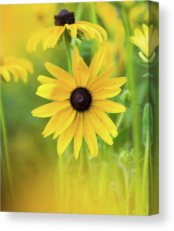 Flower Canvas Print featuring the photograph Field of Dreams by Jody Partin