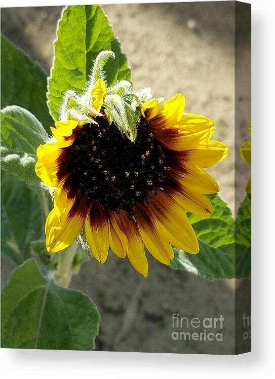 Sunflowers Canvas Print featuring the photograph First Bloom Maturing by Angela J Wright