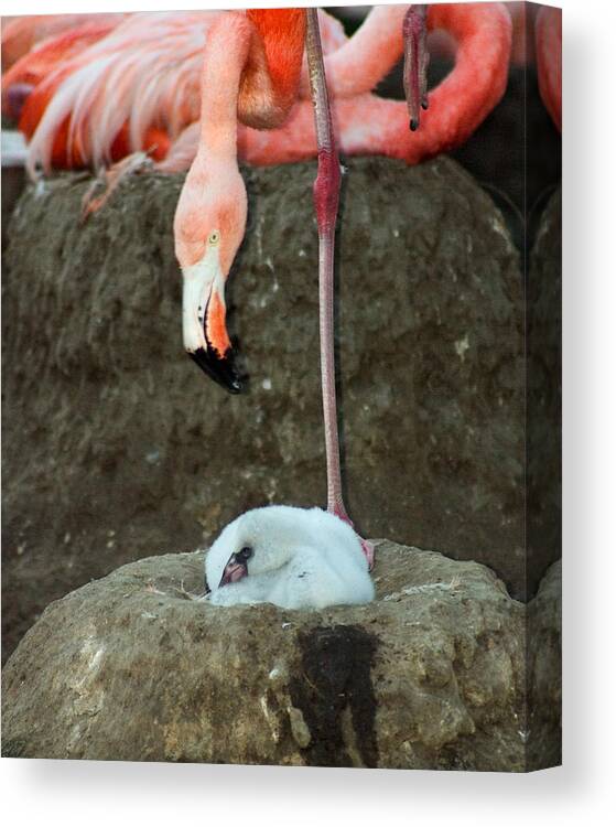 Pink Flamingo Canvas Print featuring the photograph Flamingo and Chick by Anthony Jones