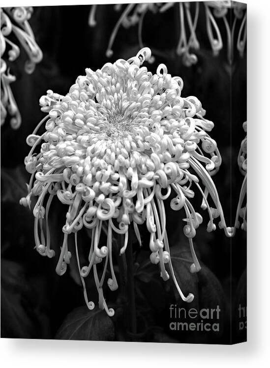 Floral Canvas Print featuring the photograph Floral Contrast by Mary Haber