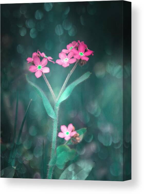  Canvas Print featuring the photograph Forget Me Not Pink by Joan Han