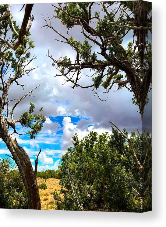 Clouds Canvas Print featuring the photograph Frame By Juniper by Brad Hodges