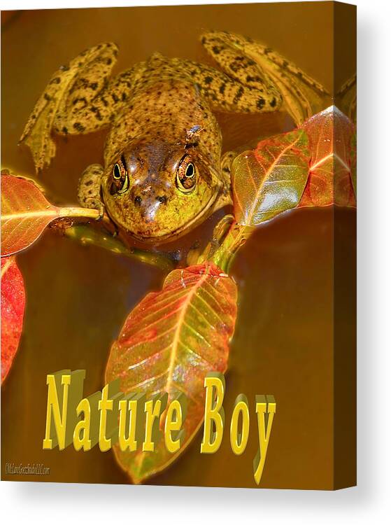 Frog Canvas Print featuring the photograph Frog Nature Boy by LeeAnn McLaneGoetz McLaneGoetzStudioLLCcom