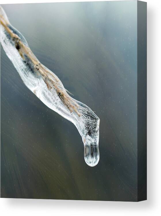 Crystal Canvas Print featuring the photograph Frozen Pampas Grass Plume by Robert FERD Frank