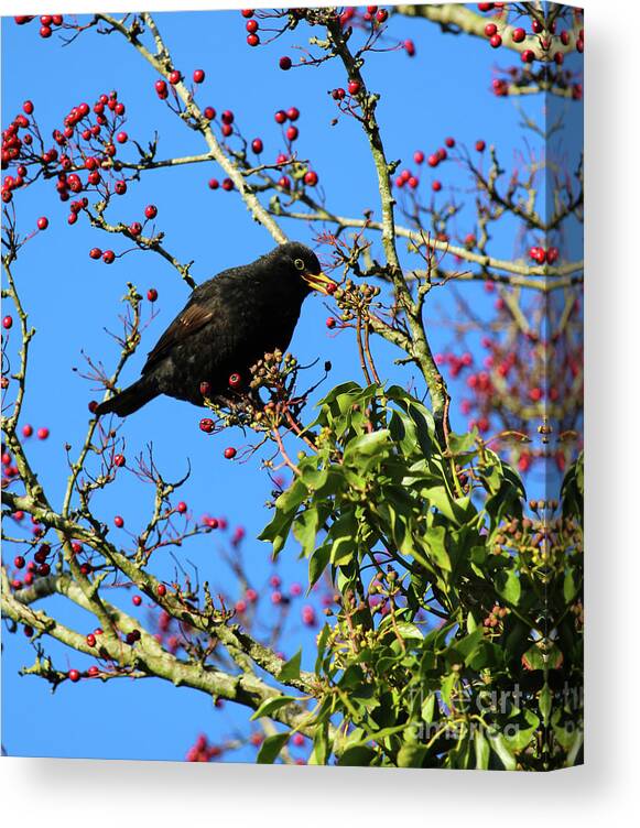 Bird Eating Berries Canvas Print featuring the photograph Fruit Picker 2 Donegal Ireland by Eddie Barron
