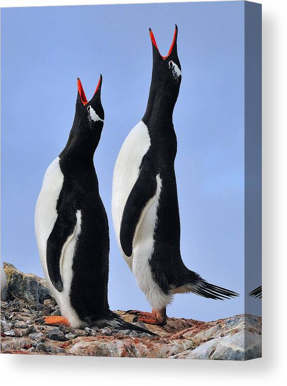 Gentoo Penguin Canvas Print featuring the photograph Gentoo Love Song by Tony Beck