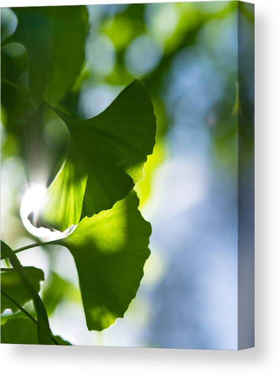 Da*55 1.4. Nature Canvas Print featuring the photograph Gingko Leaves in the Sun by Lori Coleman