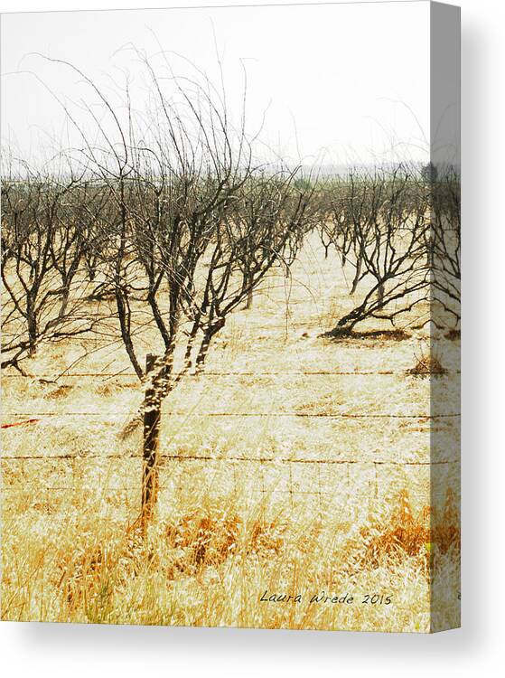 The Drought In California Central Valley Taking It's Toll On Trees And Farmers Canvas Print featuring the photograph Giving Up - The drought in California Central Valley Taking it's Toll on Trees and Farmers by Artist and Photographer Laura Wrede