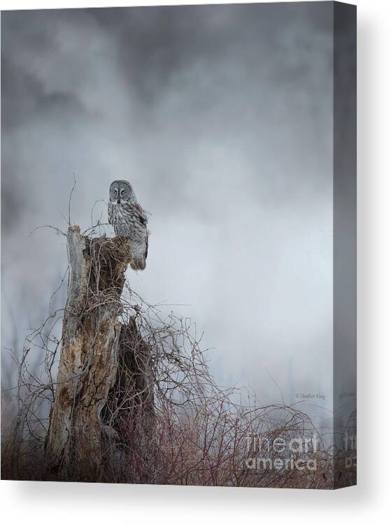 Owls Canvas Print featuring the photograph Gloomy Sunday by Heather King