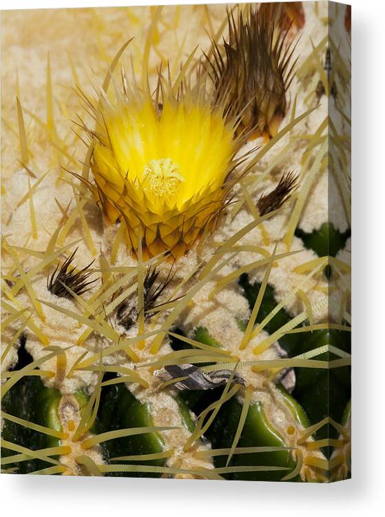 Golden Barrel Cactus Blossom Canvas Print featuring the photograph Golden Barrel Blossom by Kelley King
