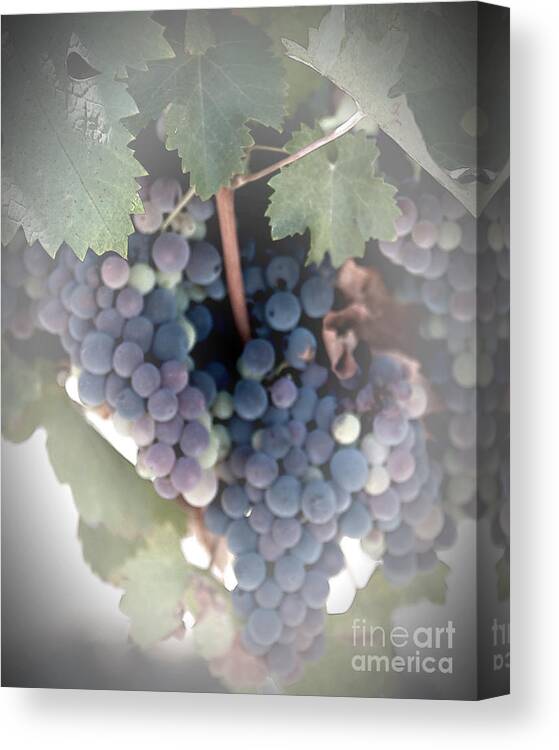Grapes Canvas Print featuring the digital art Grapes on the Vine I by Sherry Hallemeier