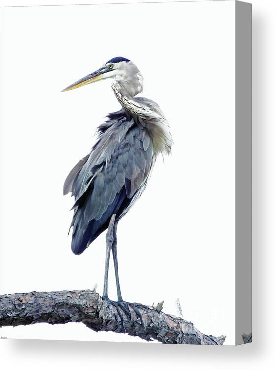  Canvas Print featuring the photograph Great Blue Heron 5 by Lizi Beard-Ward