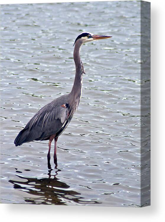 Great Blue Heron Canvas Print featuring the photograph Great Blue Heron by Bill Barber