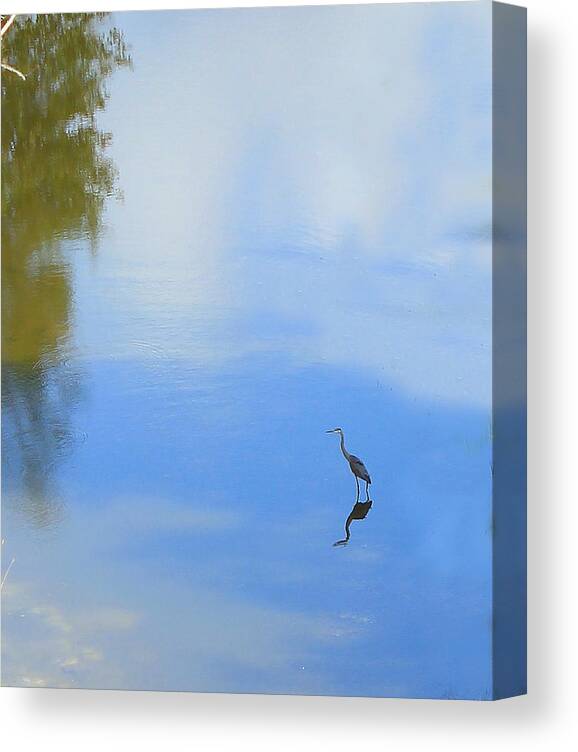 Birds Canvas Print featuring the photograph Great Blue Heron by Jim Sauchyn