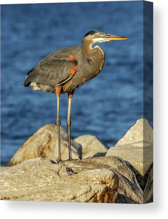 Ardea Herodias Canvas Print featuring the photograph Great Blue Heron on rock by Patrick Wolf