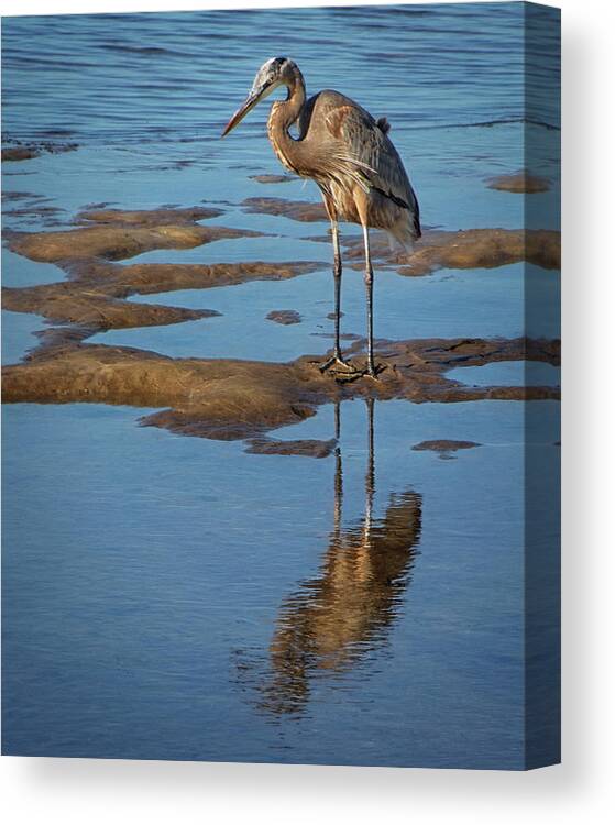 Bird Canvas Print featuring the photograph Great Blue Heron Reflected at Low Tide by Mitch Spence