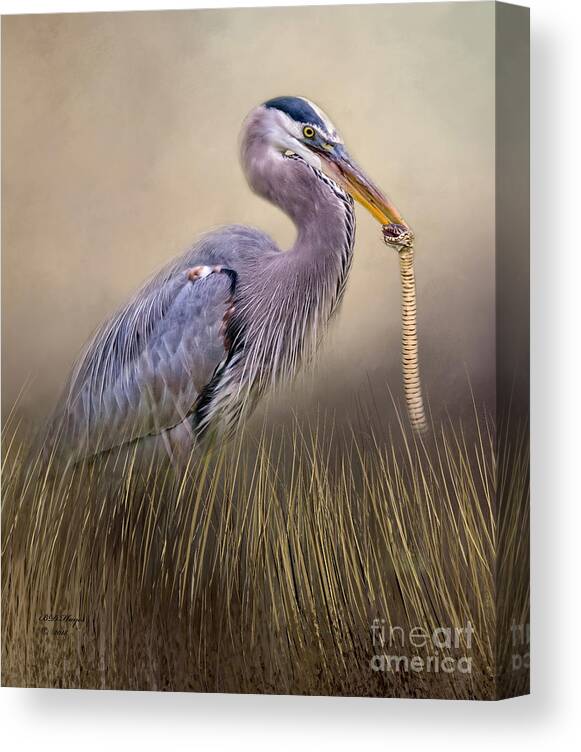 Herons Canvas Print featuring the photograph Great Blue Heron With Lunch by DB Hayes