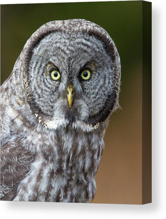 Great Gray Owl Canvas Print featuring the photograph Great Gray Owl Portrait by Max Waugh