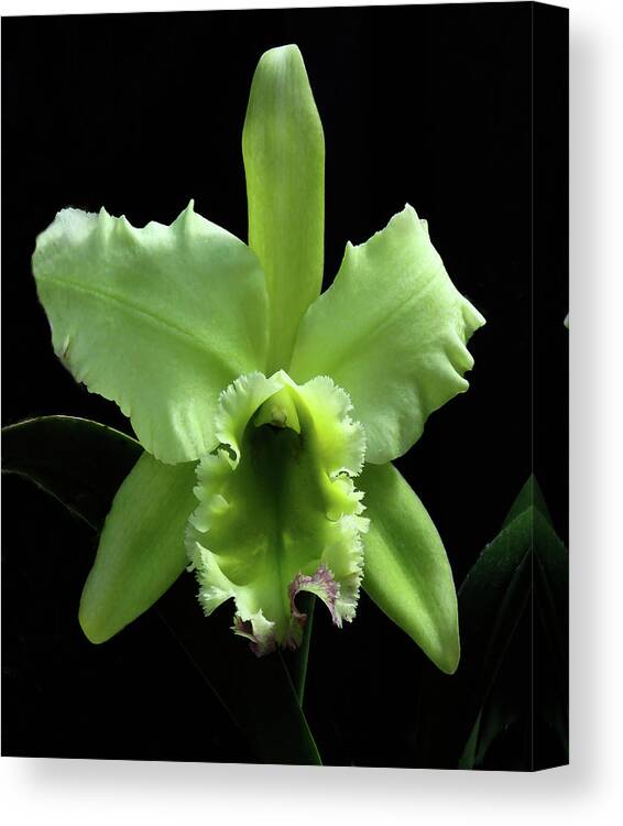 Orchid Canvas Print featuring the photograph Green Cattleya by Rosalie Scanlon