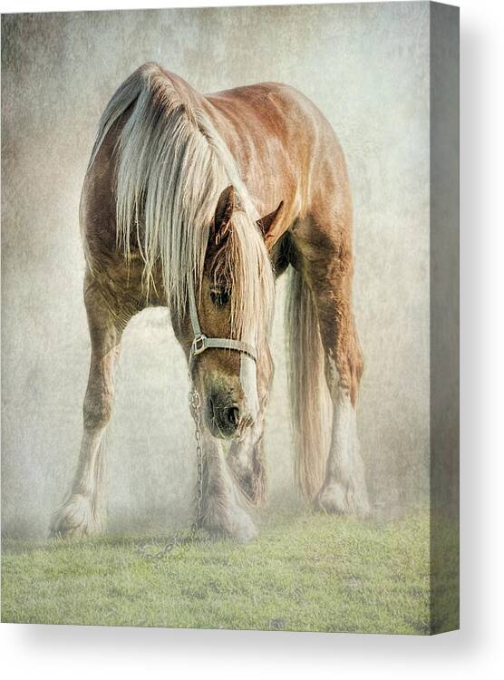 Gypsy Horse Canvas Print featuring the photograph Gypsy in morning mist. by Brian Tarr