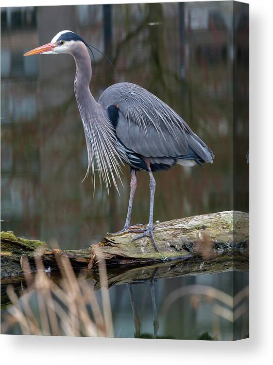Heron Canvas Print featuring the photograph Heron fishing at Devonian Harbour Park by Michael Russell