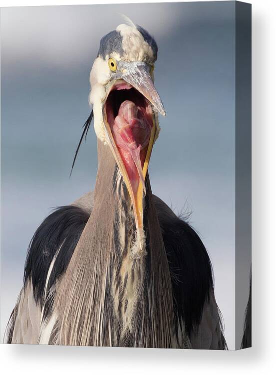 Great Blue Herons Canvas Print featuring the photograph Heron with Attitude by Kathleen Bishop