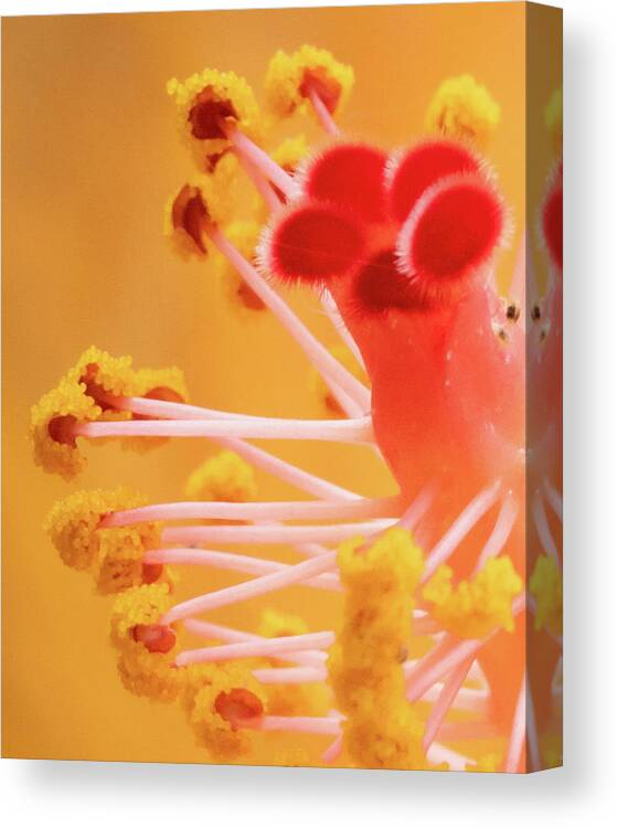 Closeups Canvas Print featuring the photograph Hibiscus-2 by David Coblitz