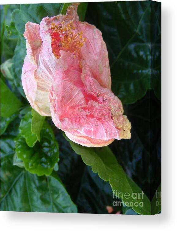 Photography Canvas Print featuring the photograph Hibiscus Heaven by Nancy Kane Chapman