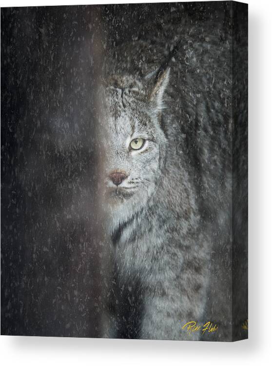 Animals Canvas Print featuring the photograph Hiding Lynx by Rikk Flohr