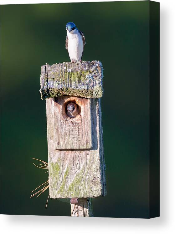 Tree Swallow Canvas Print featuring the photograph Home by Bill Wakeley