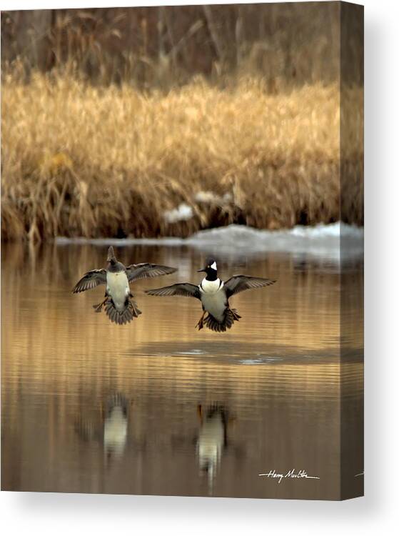 Bird Canvas Print featuring the photograph Hoodies Coming In by Harry Moulton