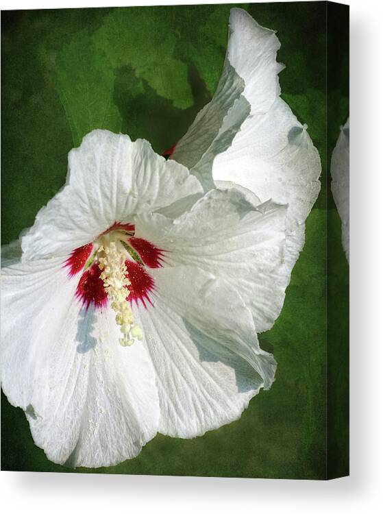 White Hibiscus Canvas Print featuring the photograph How Much by Kathi Mirto