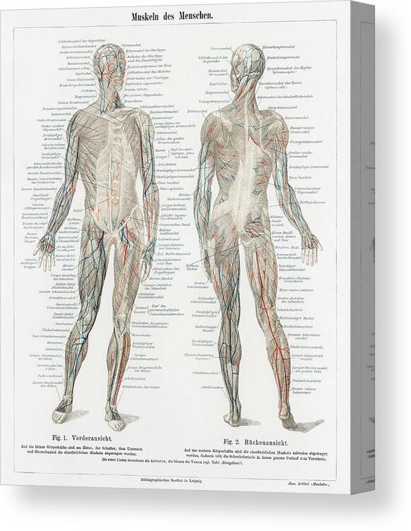 Anatomical Canvas Print featuring the drawing Human musculature system by Vincent Monozlay