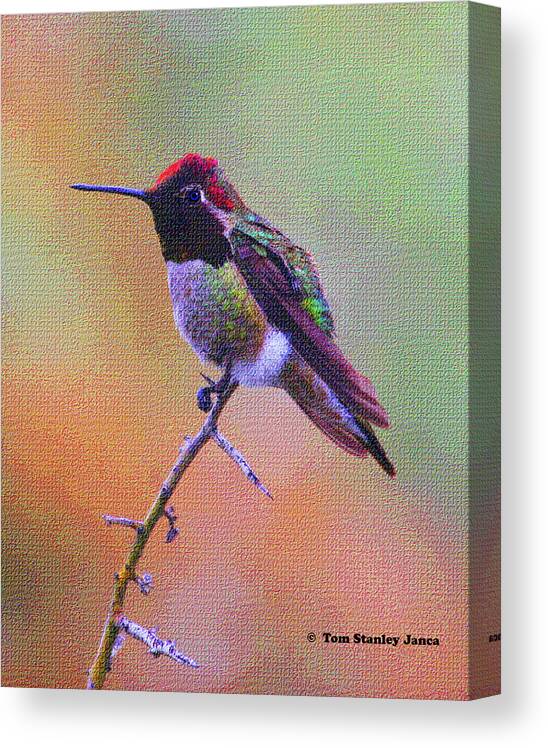 Hummingbird Canvas Print featuring the photograph Hummingbird On A Stick by Tom Janca